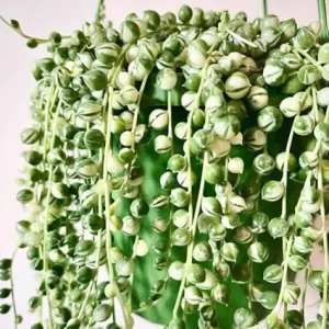 Variegated String of Pearls Live Plant - Trailing Succulent Vine, 4-inch Pot, Indoor - Image 1