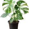 Variegated Thai Monstera Deliciosa Live Plant - 4-6 Inches Tall Indoor Houseplant - Image 1