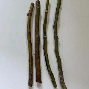 Velvet Apple Mabolo Cuttings – 4 Grafting Cuttings, 1/4 inch thick, 6-8 inches long - Image 2