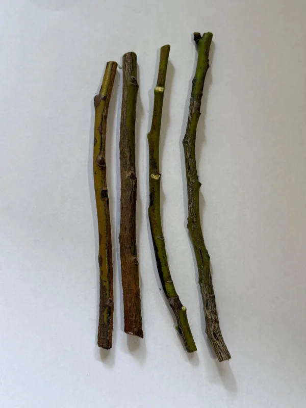 Velvet Apple Mabolo Cuttings – 4 Grafting Cuttings, 1/4 inch thick, 6-8 inches long - Image 2