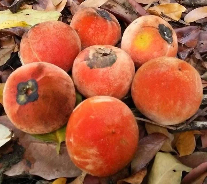 Velvet Apple Mabolo Cuttings – 4 Grafting Cuttings, 1/4 inch thick, 6-8 inches long - Image 1