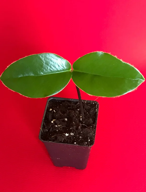 Velvet Apple Mabolo (Diospyros discolor) Fruit Tree Seedling Live Plant 3-5" Tall in 2.5" Pot Tropical Edible - Image 2