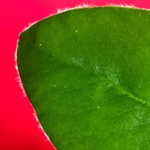 Velvet Apple Mabolo (Diospyros discolor) Fruit Tree Seedling Live Plant 3-5