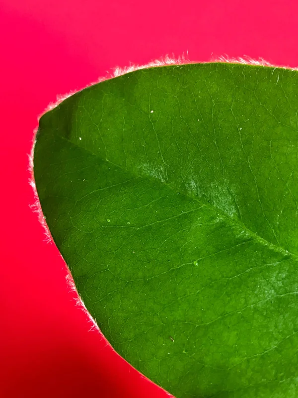 Velvet Apple Mabolo (Diospyros discolor) Fruit Tree Seedling Live Plant 3-5" Tall in 2.5" Pot Tropical Edible - Image 3