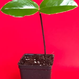 Velvet Apple Mabolo (Diospyros discolor) Fruit Tree Seedling Live Plant 3-5