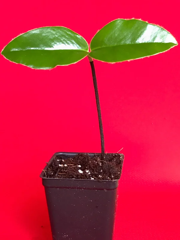 Velvet Apple Mabolo (Diospyros discolor) Fruit Tree Seedling Live Plant 3-5" Tall in 2.5" Pot Tropical Edible - Image 4