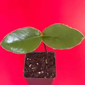 Velvet Apple Mabolo (Diospyros discolor) Fruit Tree Seedling Live Plant 3-5