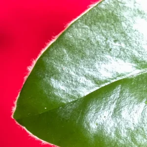 Velvet Apple Mabolo (Diospyros discolor) Fruit Tree Seedling Live Plant 3-5