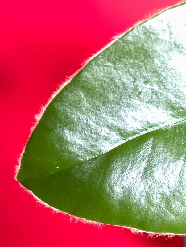 Velvet Apple Mabolo (Diospyros discolor) Fruit Tree Seedling Live Plant 3-5" Tall in 2.5" Pot Tropical Edible - Image 6