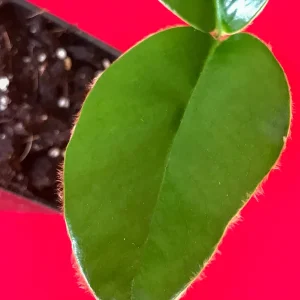 Velvet Apple Mabolo (Diospyros discolor) Fruit Tree Seedling Live Plant 3-5