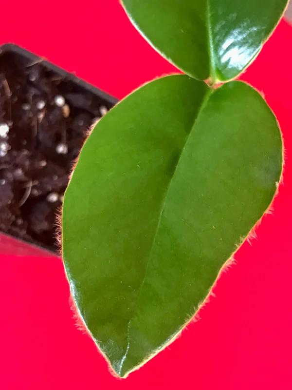 Velvet Apple Mabolo (Diospyros discolor) Fruit Tree Seedling Live Plant 3-5" Tall in 2.5" Pot Tropical Edible - Image 7