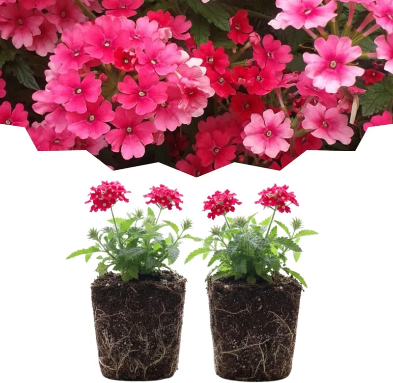 Verbena Live Plants, Perennial Flowers, Set of 2, Assorted, Outdoor - Image 2
