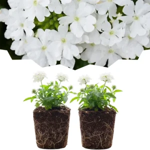 Verbena Live Plants, Perennial Flowers, Set of 2, Assorted, Outdoor - Image 3