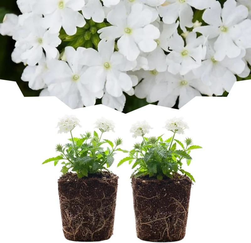 Verbena Live Plants, Perennial Flowers, Set of 2, Assorted, Outdoor - Image 3