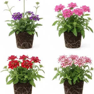 Verbena Live Plants, Perennial Flowers, Set of 2, Assorted, Outdoor - Image 4