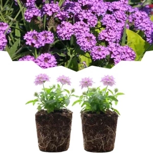Verbena Live Plants, Perennial Flowers, Set of 2, Assorted, Outdoor - Image 5