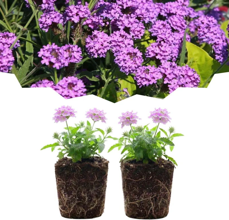 Verbena Live Plants, Perennial Flowers, Set of 2, Assorted, Outdoor - Image 5