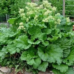Victoria Rhubarb Live Plant – Hardy Perennial Bush – 3-5 Inch Tall Starter – Outdoor - Image 3