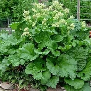 Victoria Rhubarb Live Plant – Hardy Perennial Bush – 3-5 Inch Tall Starter – Outdoor - Image 4