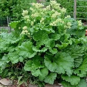 Victoria Rhubarb Live Plant – Hardy Perennial Bush – 3-5 Inch Tall Starter – Outdoor - Image 5