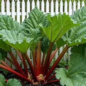 Victoria Rhubarb Starter Plants – 2 Hardy Giant Perennial Bush – 3-5 Inch Tall – Outdoor - Image 2