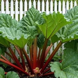 Victoria Rhubarb Starter Plants – 2 Hardy Giant Perennial Bush – 3-5 Inch Tall – Outdoor - Image 4