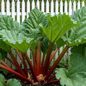 Victoria Rhubarb Starter Plants – 2 Hardy Giant Perennial Bush – 3-5 Inch Tall – Outdoor - Image 5