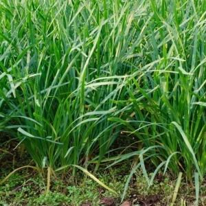 Vietnamese Chives Seeds - Heirloom Culinary Herb for Gardeners (300 Seeds) - Image 5