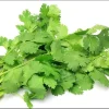 Vietnamese Large Leaf Coriander Seeds - 1000 Count Cilantro Seeds for Planting - Image 1