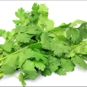 Vietnamese Large Leaf Coriander Seeds - 1000 Count Cilantro Seeds for Planting - Image 1