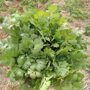 Vietnamese Large Leaf Coriander Seeds - 1000 Count Cilantro Seeds for Planting - Image 5