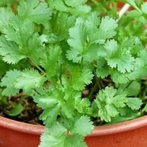 Vietnamese Large Leaf Coriander Seeds - 1000 Count Cilantro Seeds for Planting - Image 6