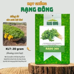 Vietnamese Large Leaf Coriander Seeds - 1000 Seed Pack for Planting - Image 3