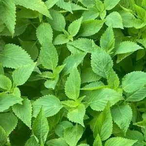 Vietnamese Mint Seeds - Elsholtzia Ciliata Herb Seeds for Planting, 1 Gr (1800 Seeds) - Image 4
