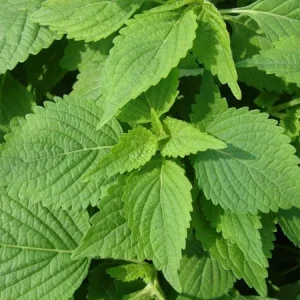 Vietnamese Mint Seeds - Elsholtzia Ciliata Herb Seeds for Planting, 1 Gr (1800 Seeds) - Image 5