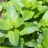 Vietnamese Mint Seeds - Elsholtzia Ciliata Herb Seeds for Planting, 1 Gr (1800 Seeds) - Image 1