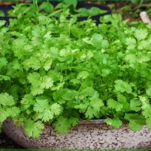 Vietnamese Small Leaf Coriander Seeds - 3000 Cilantro Seeds for Planting - Image 2