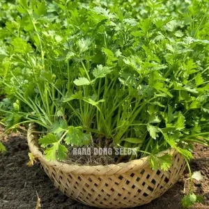 Vietnamese Small Leaf Coriander Seeds - 3000 Cilantro Seeds for Planting - Image 6