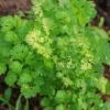 Vietnamese Small Leaf Coriander Seeds - 3000 Cilantro Seeds for Planting - Image 1