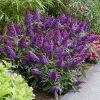 Violet Purple Butterfly Bush Live Plant Shrub - 5-10 Inches Tall - Image 1