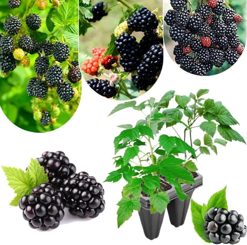 Von Blackberry Live Plants - 2-Pack, 4-8 Inch Tall, High Yield Berry Bushes for Outdoor Planting - Image 10
