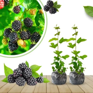 Von Blackberry Live Plants - 2-Pack, 4-8 Inch Tall, High Yield Berry Bushes for Outdoor Planting - Image 11