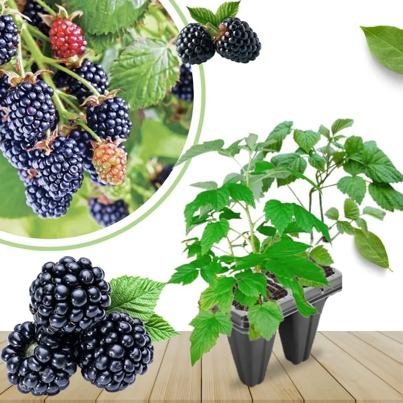 Von Blackberry Live Plants - 2-Pack, 4-8 Inch Tall, High Yield Berry Bushes for Outdoor Planting - Image 2