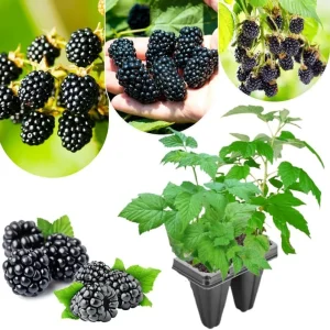 Von Blackberry Live Plants - 2-Pack, 4-8 Inch Tall, High Yield Berry Bushes for Outdoor Planting - Image 4