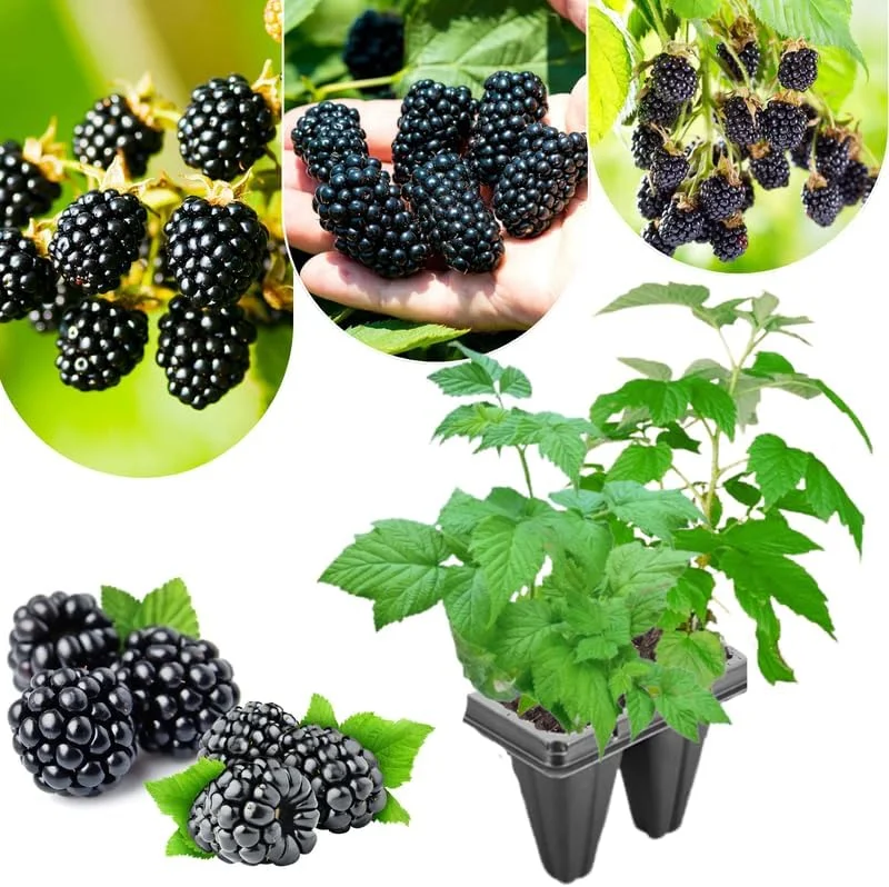 Von Blackberry Live Plants - 2-Pack, 4-8 Inch Tall, High Yield Berry Bushes for Outdoor Planting - Image 4