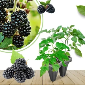 Von Blackberry Live Plants - 2-Pack, 4-8 Inch Tall, High Yield Berry Bushes for Outdoor Planting - Image 5