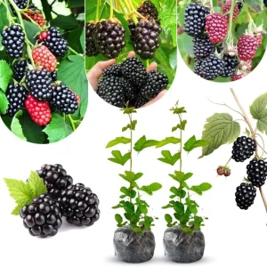 Von Blackberry Live Plants - 2-Pack, 4-8 Inch Tall, High Yield Berry Bushes for Outdoor Planting - Image 6