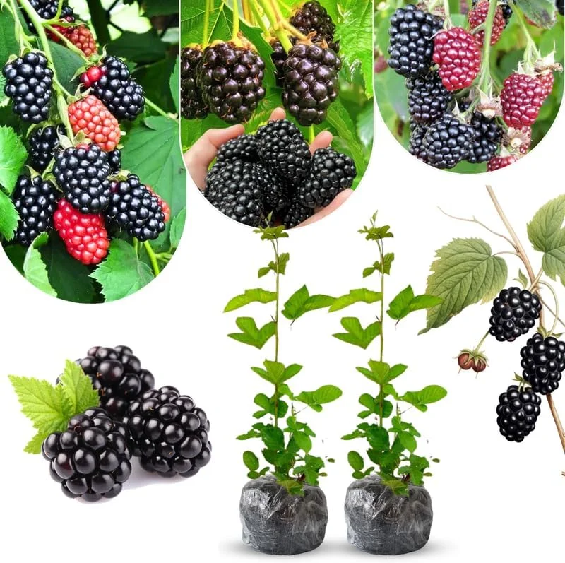 Von Blackberry Live Plants - 2-Pack, 4-8 Inch Tall, High Yield Berry Bushes for Outdoor Planting - Image 6