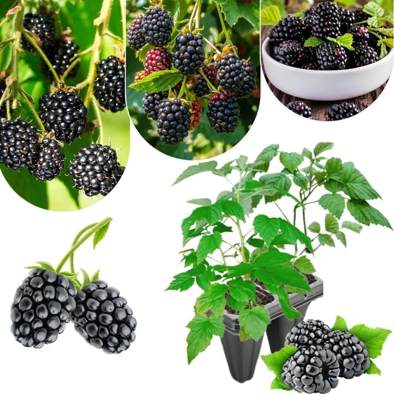 Von Blackberry Live Plants - 2-Pack, 4-8 Inch Tall, High Yield Berry Bushes for Outdoor Planting - Image 8