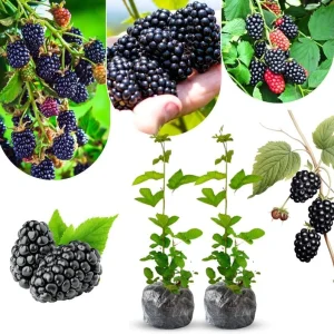 Von Blackberry Live Plants - 2-Pack, 4-8 Inch Tall, High Yield Berry Bushes for Outdoor Planting - Image 9